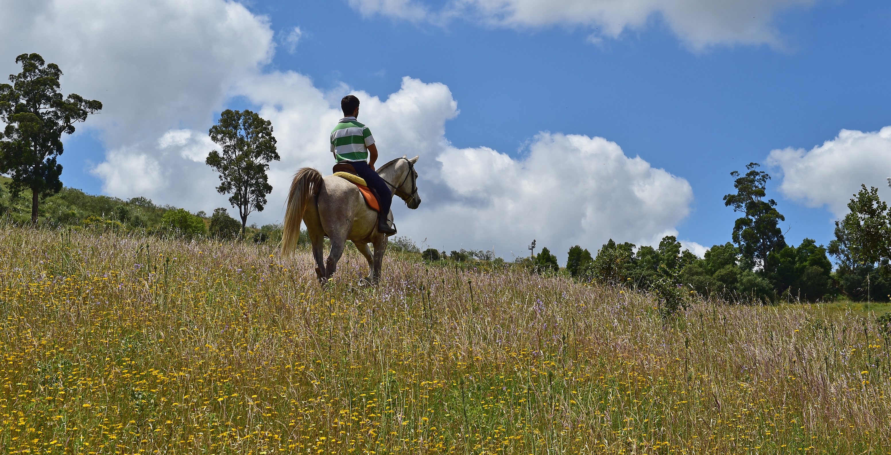 Mann reitet auf einem Pferd in einem Blumenfeld in Arraiolos, nahe der Pousada Convento Arraiolos